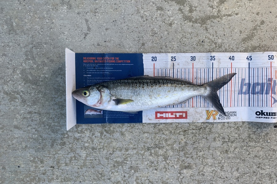 Mark Piskulic caught this 36.0cm Kahawai at Northland during The Export NZ Fishing Competition